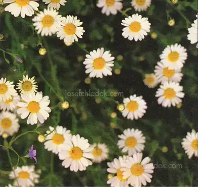 Cover of Andreas Magdanz - Auschwitz-Birkenau