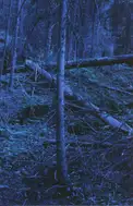Morten Andersen - Blå Skog/Blue Forest