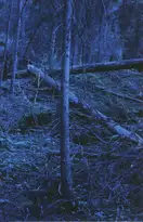 Morten Andersen - Blå Skog/Blue Forest