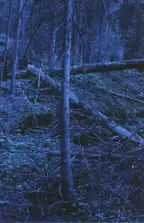 Morten Andersen - Blå Skog/Blue Forest