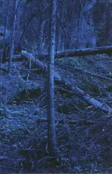 Morten Andersen - Blå Skog/Blue Forest