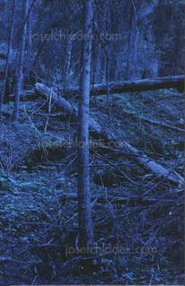  Morten Andersen - Blå Skog/Blue Forest (Front)