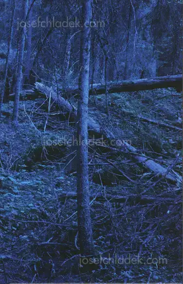 Cover of Morten Andersen - Blå Skog/Blue Forest
