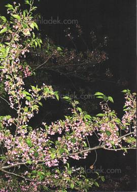  Bruno Quinquet - Salaryman Project 2015 (Back)