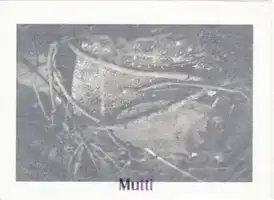 Andreas H. Bitesnich - Mutti  - Book photo 3