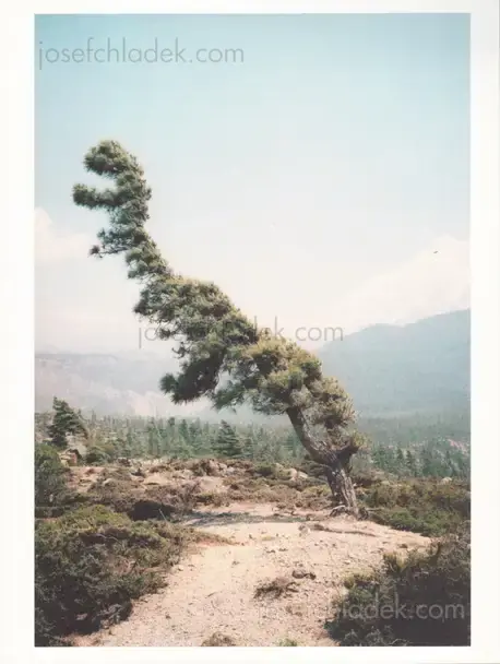 Cover of Vincent Delbrouck - Some Windy Trees