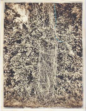  Regina Anzenberger - Roots & Bonds (Back)