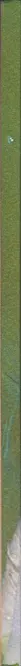Book spine: Michele Tagliaferri - GRASS