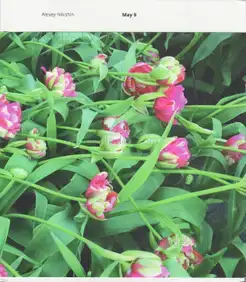 Alexey Nikishin - May 9