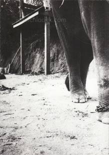  Kurama - Elephant ゾウサン (Back)