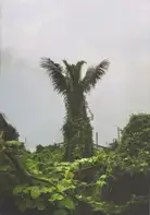 Akkara Naktamna - Signs