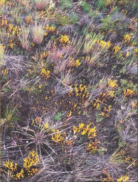  Esther & Sophieke Thurmer Hessing - Bound to the Ground ...