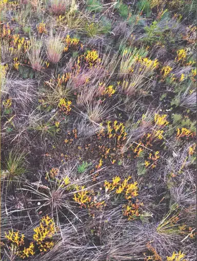 Esther Hessing & Sophieke Thurmer - Bound to the Ground Esther Hessing & Sophieke Thurmer - Bound to the Ground