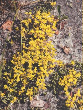  Esther & Sophieke Thurmer Hessing - Bound to the Ground ...