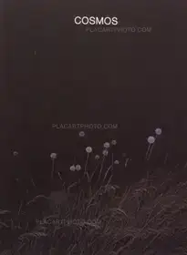 Cosmos (Signed)