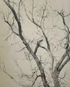 NEW YORK ARBOR